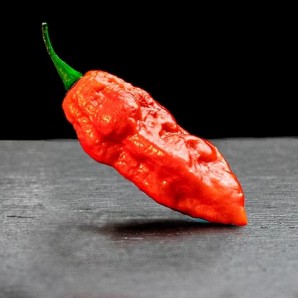 Привид Червоний (Ghost Red)