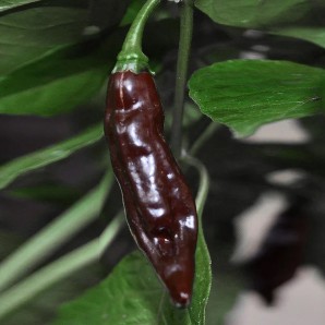 Насіння перцю Фаталіі (Fatalii) коричневий (brown)